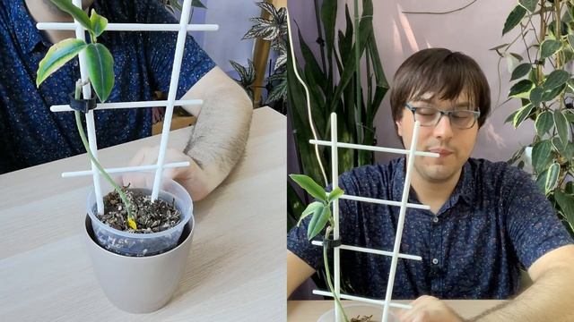 Hoya imperialis | 30 Days of Hoya - 26 of 30 смотреть онлайн