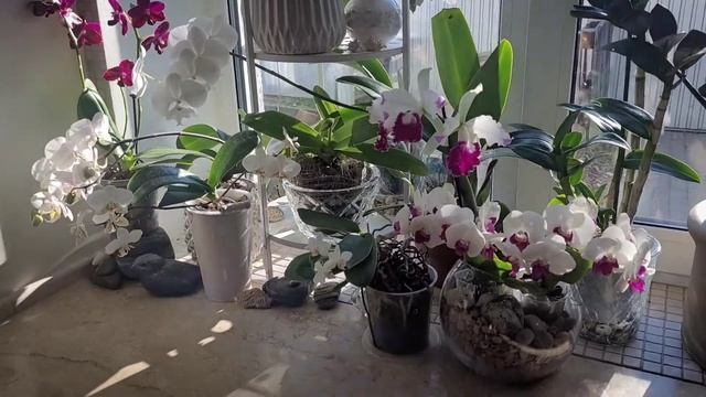 Фаленопсисы Сого Вивьен,Сансет Лав,Мастерпис,Вайлет Квин,Сого Релекс,Каттлеи смотреть онлайн