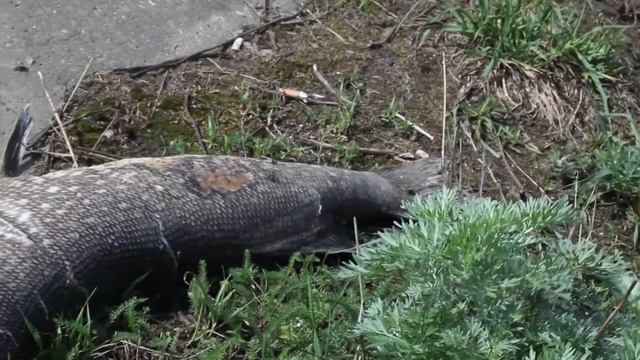оз.Сенеж Солнечногорск огромная рыба смотреть онлайн