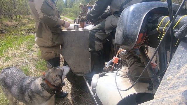 Тайга. Кишкотряс. Часть2 смотреть онлайн