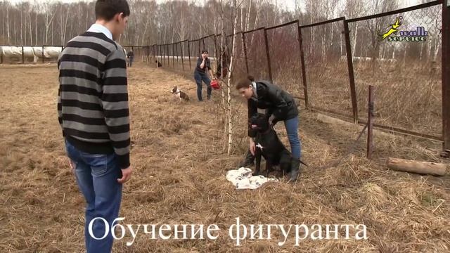 Собака для охраны, ЗКС, порода кане корсо, пробуждение агрессии смотреть онлайн