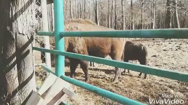 Заповедник смотреть онлайн