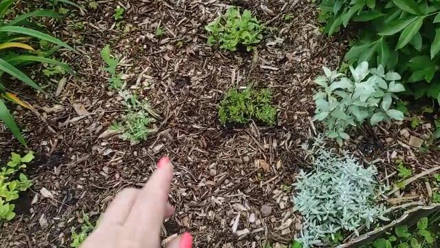 31.07.22.Дача..пересадка петунии из кашпо? смотреть онлайн