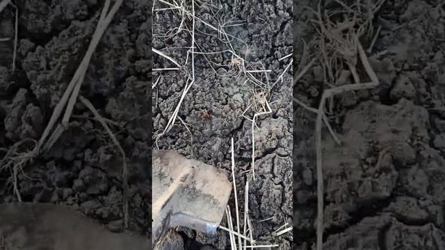 Полана- Копаємо Саджанці!! смотреть онлайн