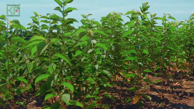 Каменский питомник на заказ по Пмр. В Тирасполе центральный рынок с 3 октября 2020 год смотреть онлайн