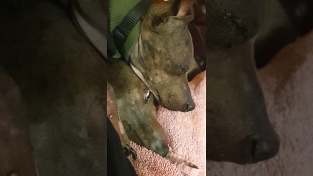 Jet & Amber sleeps together american_hairless_terrier смотреть онлайн