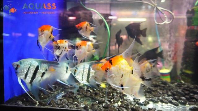 ?Aquass - Скалярия Кои (Pterophyllum Koi) смотреть онлайн
