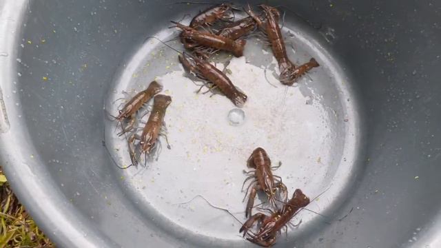 Уличное УЗВ итог спустя 4 месяца. смотреть онлайн