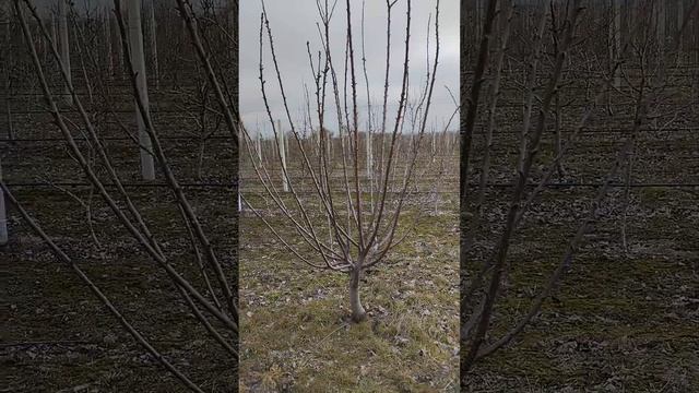 Черешня сорт Лапинс формировка KGB.                                   Cherry Lapins KGB?☀️