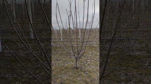 Черешня сорт Лапинс формировка KGB.                                   Cherry Lapins KGB?☀️