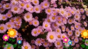 Астра альпийская Розовая красота. Краткий обзор, описание характеристик aster dumosus Pink Beauty