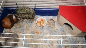 Ошибки в содержании морских свинок. Морские свинки дома