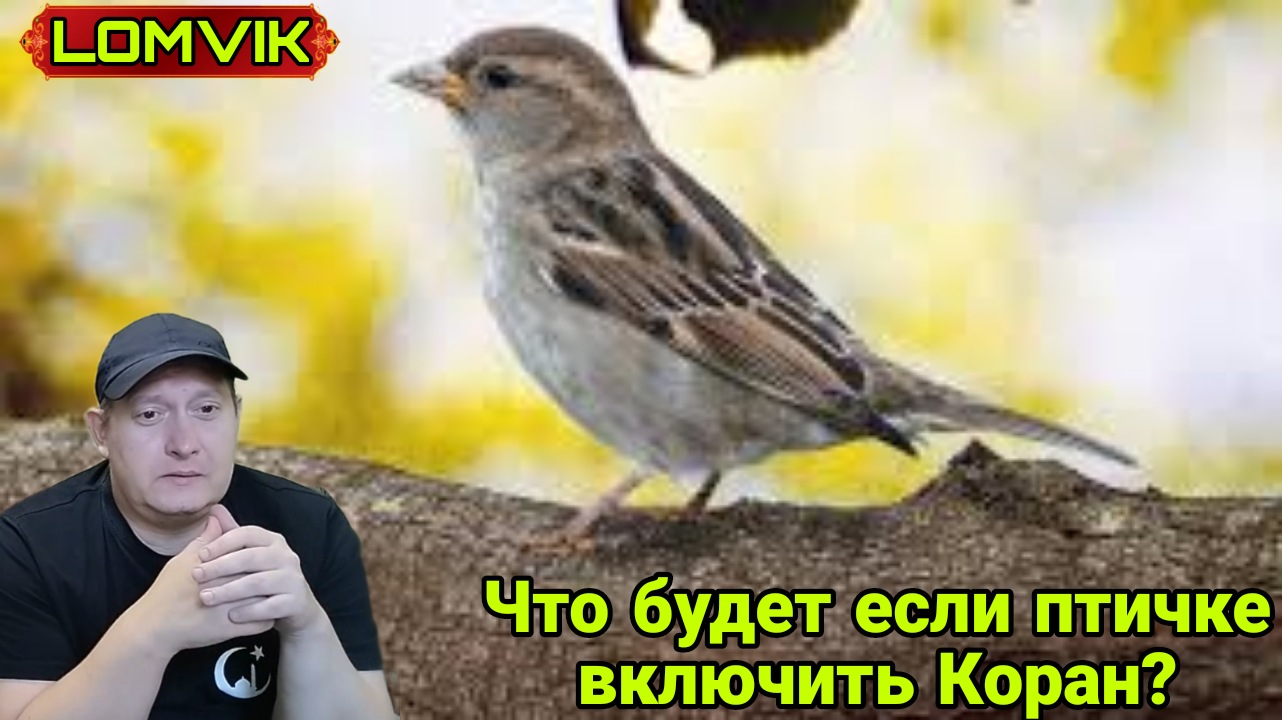 Что будет если птичке включить Коран? смотреть онлайн