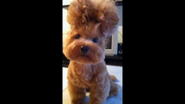 САМЫЕ РЖАЧНЫЕ ФОТО ЖИВОТНЫХ THE MOST HILARIOUS ANIMAL PHOTOS смотреть онлайн