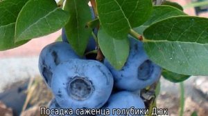 Голубика Дюк