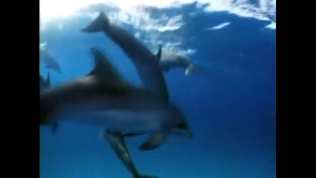Lily The Dolphin Promo (Educatioanal movie by students) смотреть онлайн