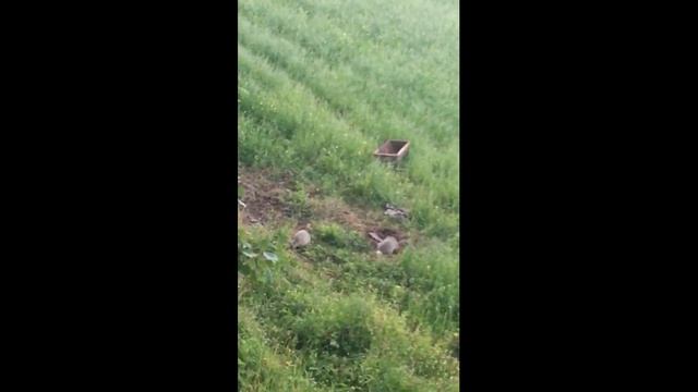 Семья барсуков в Тверской области смотреть онлайн