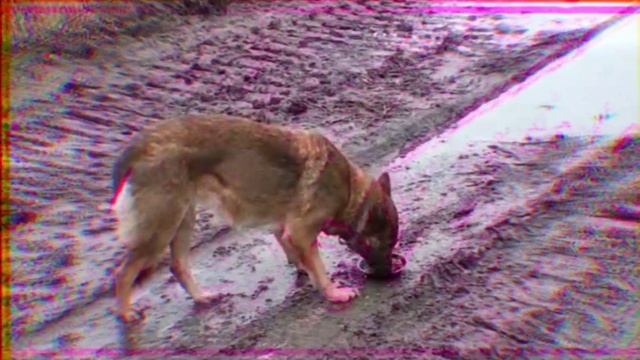 Помогаю бездомной собачке. Помощь бездомным животным #1 смотреть онлайн