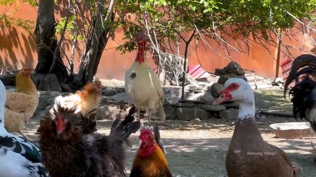 COUNTRYSIDE FAMILY LIFE! GRANDMA COOKING TANDOOR BREAD! NAPOLEON CAKE RECIPE! AMAZING LAMB RECIPE