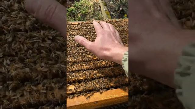 Buckfast B57, Островная матка Бакфаст Б57 на 28.03.21 характер и поведение. смотреть онлайн