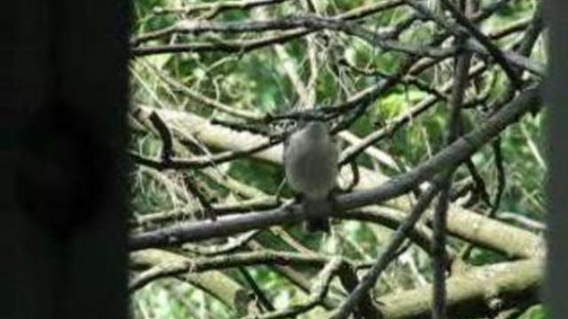 Соседки-синицы смотреть онлайн