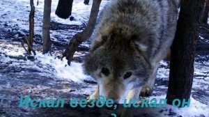 одинокий волк...
