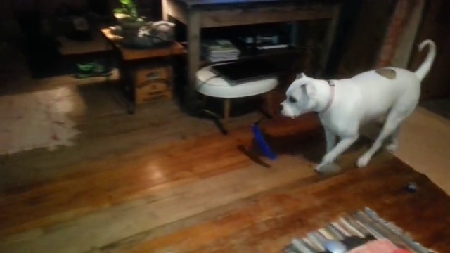 питбуль играет с котенком смотреть онлайн