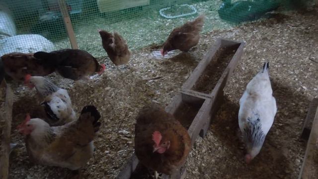 Новые гнезда для кур смотреть онлайн