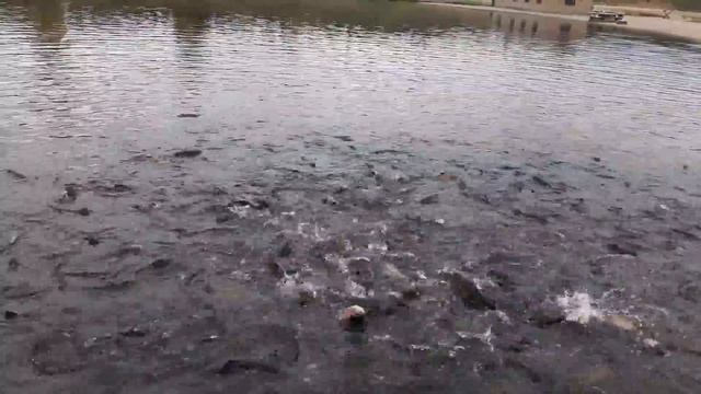 Кормление форели, жесть) смотреть онлайн