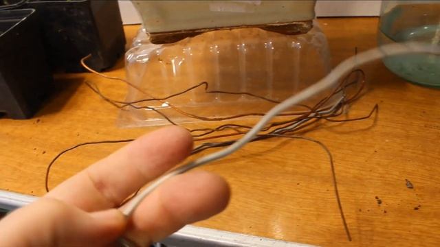 Бонсай из Сагереции чайной? Особенности ухода, формирования и размножения Сагереции. смотреть онлайн