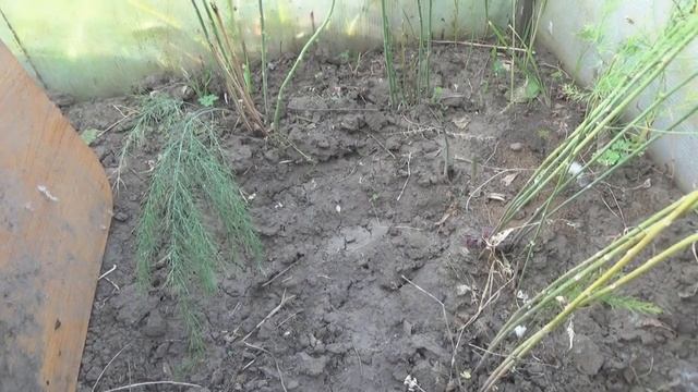 Спаржа. 3 год. смотреть онлайн