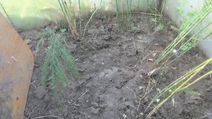 Спаржа. 3 год.