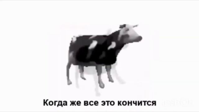 Польская корова задом наперед