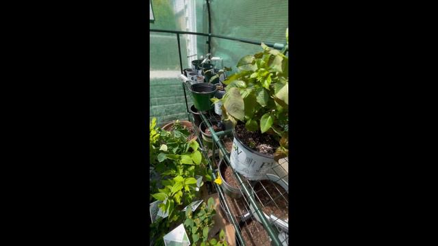 Planning new garden beds from scratch - AGAIN! смотреть онлайн