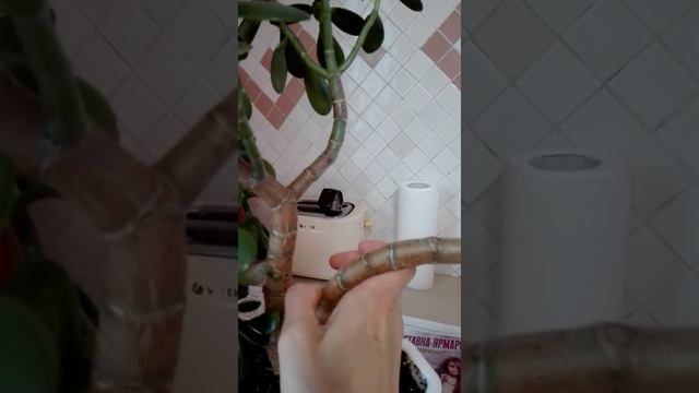 Денежное дерево смотреть онлайн