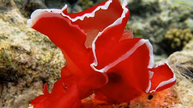 ТОП 10 САМЫХ красивых рыб в мире смотреть онлайн
