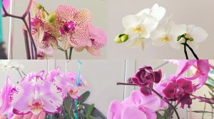 ВРЕМЯ ЯРКИХ КРАСОК! Цветущее ВЕЛИКОЛЕПИЕ!