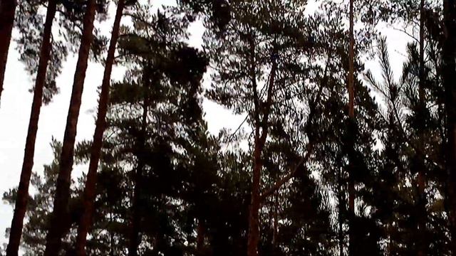 Квадрокоптер ASTERUS смотреть онлайн