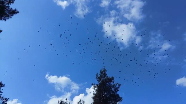 Загадай желание - аисты летят. смотреть онлайн