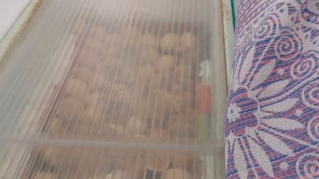РЕДБРО И ДОМИНАТ смотреть онлайн