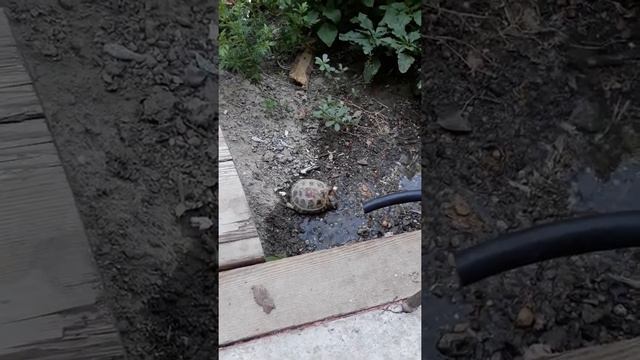 Черепашка пьёт воду. смотреть онлайн