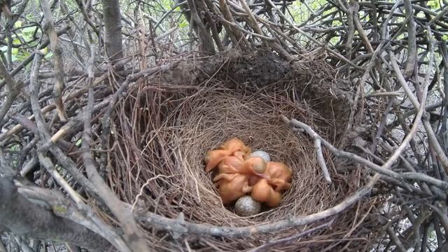 СОРОЧАТА.Жесткость.Не ожидал,простите.Красный штатив. смотреть онлайн