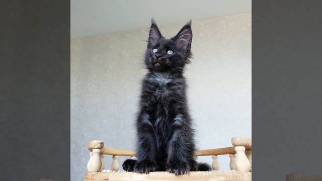 Викинг (Divokun Viking) Котик породы Мейн-кун окраса чёрный дымный. Возраст 2,5 месяца смотреть онлайн