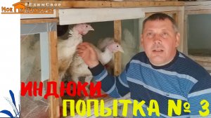 Индюки «Хайбрид Конвертер» (часть 1). «Мое Подворье»