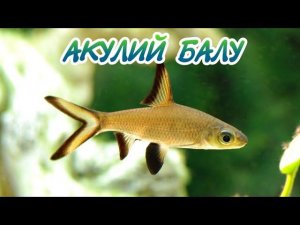 АКУЛИЙ БАЛУ. СОДЕРЖАНИЕ И РАЗВЕДЕНИЕ В АКВАРИУМЕ.