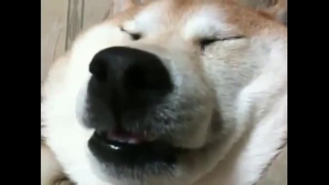 Собака храпит смотреть онлайн