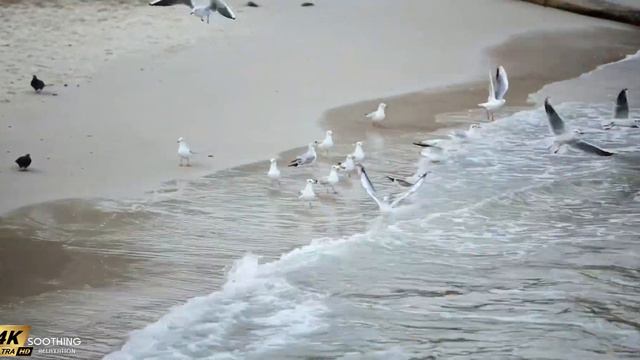 2 Hour Of Beautiful Piano Melodies - Romantic Music With Ocean Waves For Stress Relief, Study, Slee смотреть онлайн