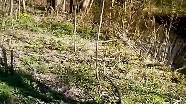 весенняя ловля плотвы в речках подмосковья. смотреть онлайн