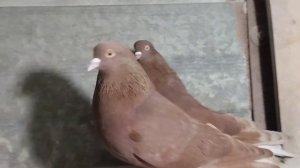 Мои николаевские голуби ?️ (на 2024)