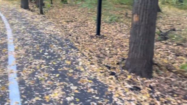 Уфа. Осень, начало 23 сентября 2022, лес, природа смотреть онлайн